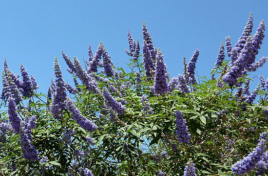 kék virágú növények
